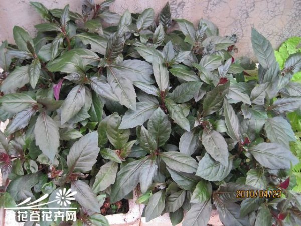 紫背菜图片二
