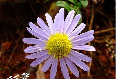 花卉全叶马兰详解 全叶马兰图片