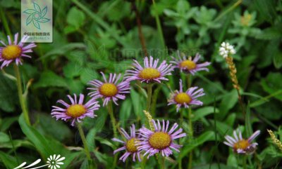 花卉山飞蓬简介 山飞蓬图片