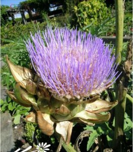 花卉菜蓟详解 菜蓟图片