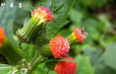 花卉野茼蒿简介 野茼蒿长什么样图