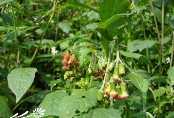 野茼蒿图片三