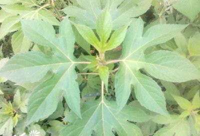 花卉三裂叶豚草介绍 三裂叶豚草图片