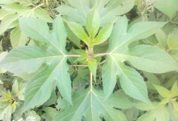 三裂叶豚草图片一