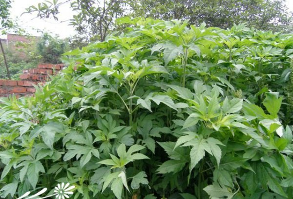 三裂叶豚草图片三