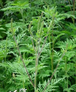 花卉豚草简介 豚草图片集