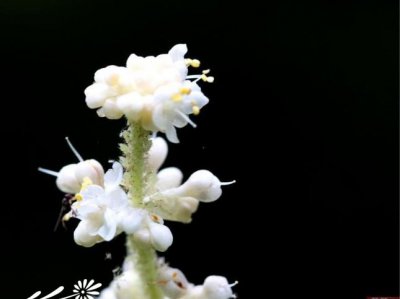 花卉杜若介绍 杜若图片集