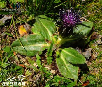 花卉长毛风车子介绍 长毛风车子图片集