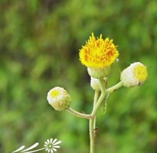花卉艾纳香介绍 艾纳香照片图