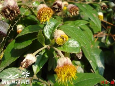 花卉东风草简介 东风草图片集