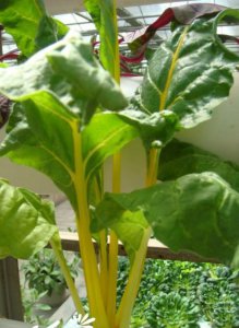 花卉橙柄甜菜简介 橙柄甜菜图片大全