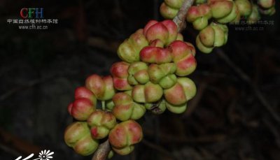 密花美登木介绍 密花美登木图片大全