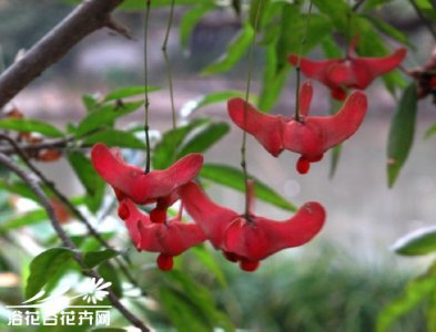 花卉陕西卫矛介绍 陕西卫矛图片欣赏