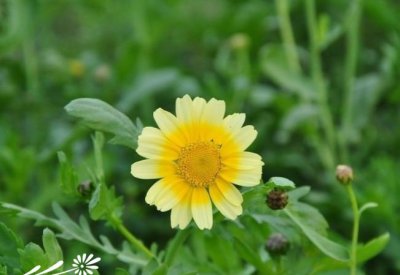 花卉茼蒿介绍 茼蒿图片欣赏