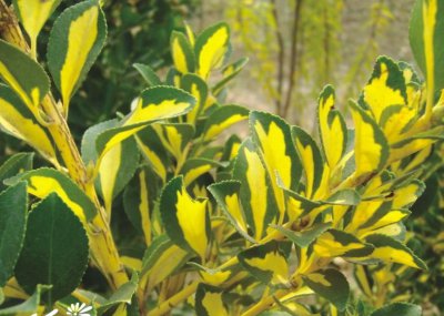 植物金心黄杨介绍 金心黄杨照片图
