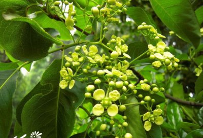 花卉卫矛介绍 卫矛图片大全