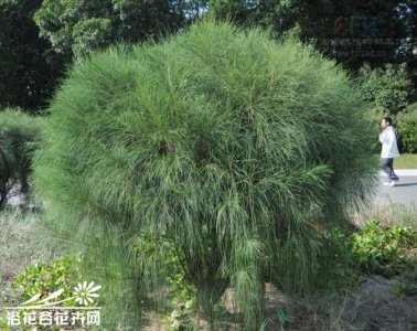 花卉细枝木麻黄详解 细枝木麻黄长什么样图