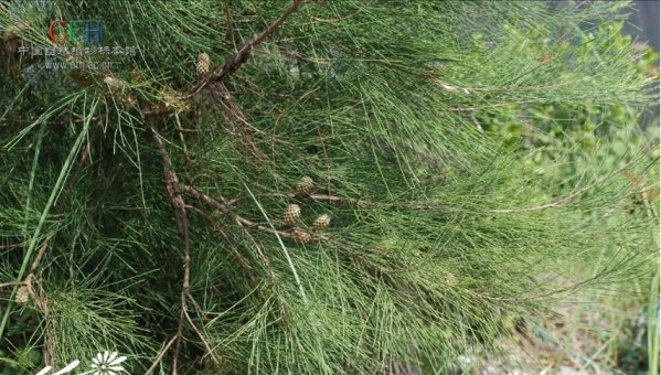 木麻黄图片三