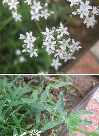 长蕊石头花图片三