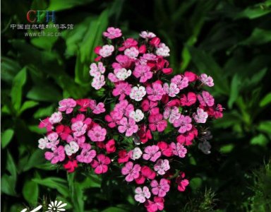 花卉头石竹介绍 头石竹图片大全