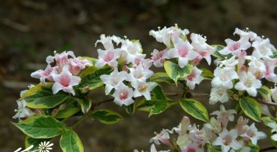 花叶锦带简介 花叶锦带图片集