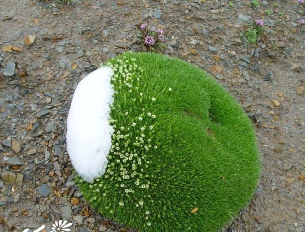 雪灵芝图片三