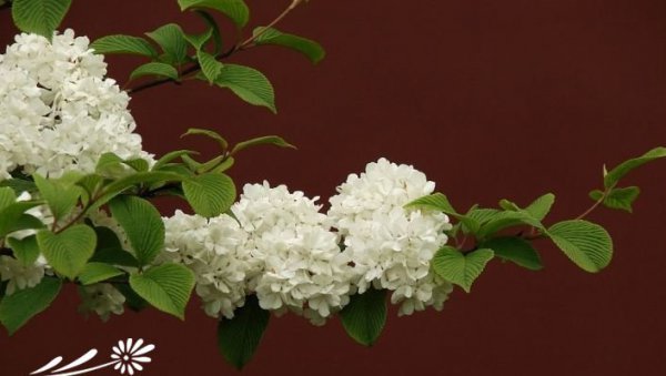 雪球荚蒾图片二