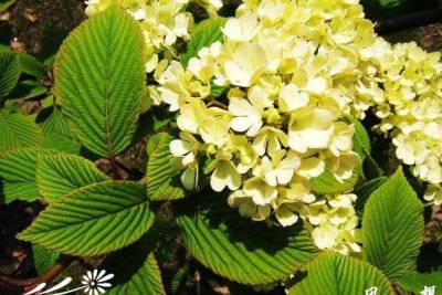 琼花荚蒾介绍 琼花荚蒾图片