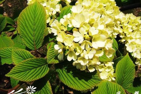 琼花荚蒾图片一