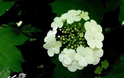 花卉甘肃荚蒾详解 甘肃荚蒾照片图