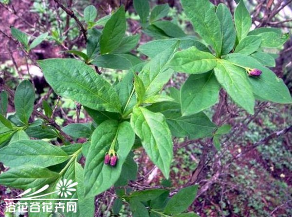 华西忍冬图片四