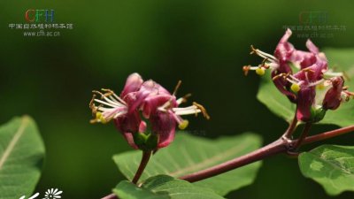 花卉红脉忍冬详解 红脉忍冬照片图