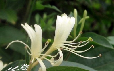 花卉华南忍冬简介 华南忍冬图片