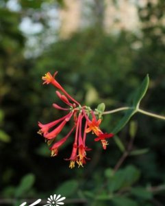 花卉垂红忍冬介绍 垂红忍冬照片图