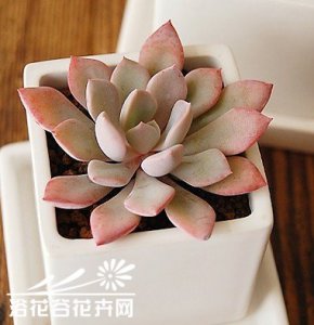 多肉黛比简介 黛比图片