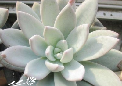 多肉植物杜里万莲介绍 杜里万莲图片欣赏