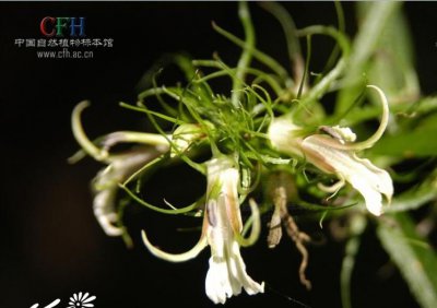 花卉线萼山梗菜简介 线萼山梗菜图片集
