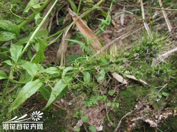 线萼山梗菜图片三