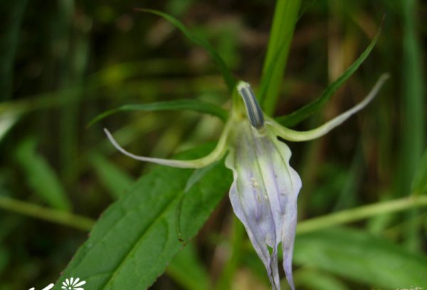 线萼山梗菜图片四