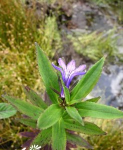 花卉山梗菜简介 山梗菜图片