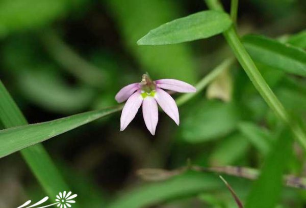 山梗菜图片三