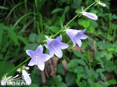 花卉展枝沙参详解 展枝沙参长什么样图