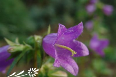 花卉钟草叶风铃草简介 钟草叶风铃草长什么样图
