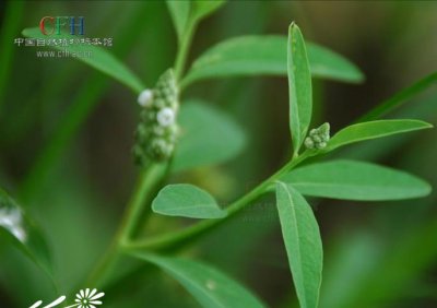 尖瓣花介绍 尖瓣花图片欣赏