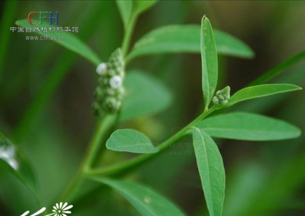 尖瓣花图片一