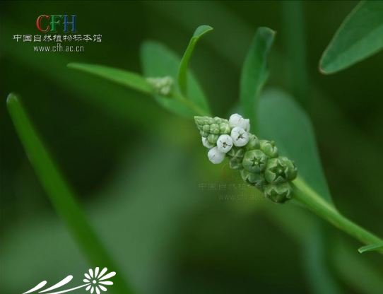 尖瓣花图片二