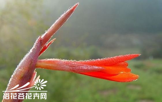 蕉芋图片二