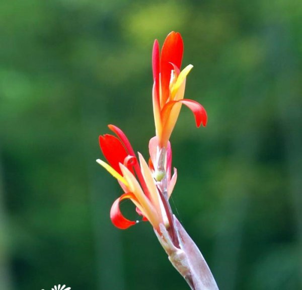 蕉芋图片三