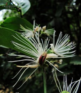 野香橼花介绍 野香橼花图片集