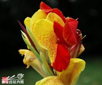 兰花美人蕉简介 兰花美人蕉图片